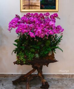 Chậu Lan Hồ Điệp Đại Love Lighting