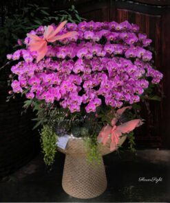 Chậu Lan Hồ Điệp Đại Phát triển bền lâu