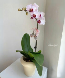 Chậu Lan Hô Điệp Đại Phú Đại Lợi