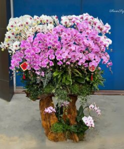 Chậu Lan Hồ Điệp Đại Phúc lộc tràn đầy