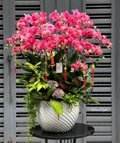 Chậu Lan Hồ Điệp Đại Rainbow