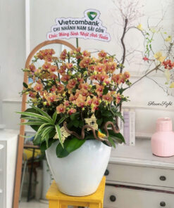 Chậu Lan Hồ Điệp Thăng Tiến