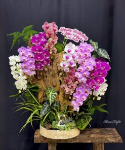 Chậu Lan Hồ Điệp Đại The King