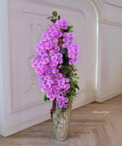 Chậu Lan Hồ Điệp Đại Thiên sứ tình yêu