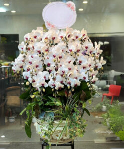 Chậu Lan Hồ Điệp Đại Tia Sét