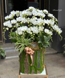 Chậu Lan Hồ Điệp Đại Tiền vào như nước