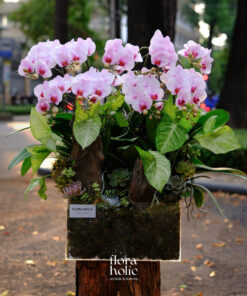 Chậu Lan Hồ Điệp Đăng Quang