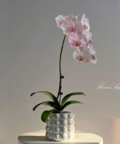 Chậu Lan Hồ Điệp Để Bàn Đại Phúc Khải Nguyên