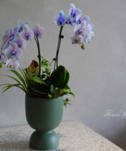 Chậu Lan Hồ Điệp Để Bàn Elegant Yellow