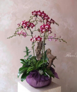 Chậu Lan Hồ Điệp Để Bàn Liên Hoa Kiều