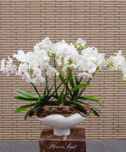 Chậu Lan Hồ Điệp Để Bàn Mùa Đông