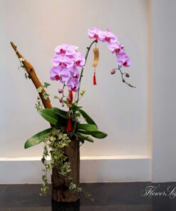 Chậu Lan Hồ Điệp Để Bàn Mùa xuân nhỏ