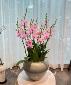 Chậu Lan Hồ Điệp Để Bàn Perfect