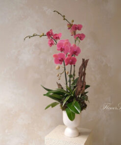 Chậu Lan Hồ Điệp Để Bàn Twilight Glow Orchid