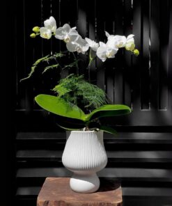 Chậu Lan Hồ Điệp Dream land