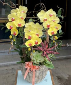 Chậu Lan Hồ Điệp faith