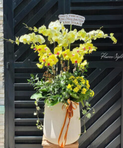 Chậu Lan Hồ Điệp Friendly