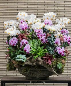 Chậu Lan Hồ Điệp Hòa Bình