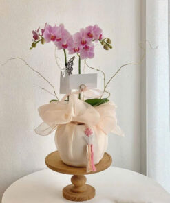 Chậu Lan Hồ Điệp Hoài Niệm