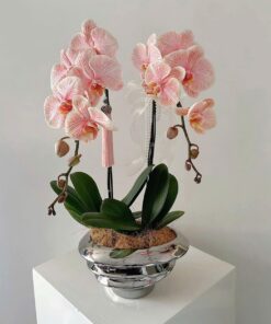 Chậu Lan Hồ Điệp Hoàng Ngọc Tĩnh