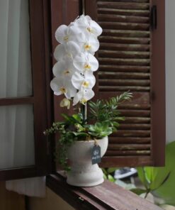 Chậu Lan Hồ Điệp Hồng Phúc