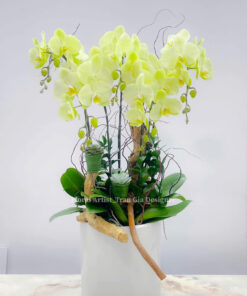 Chậu Lan Hồ Điệp Hương Lan