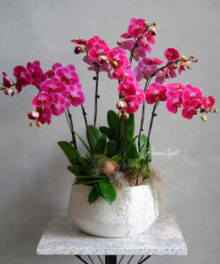 Chậu Lan Hồ Điệp Hương Phúc