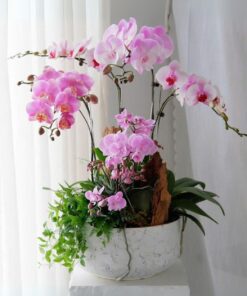 Chậu Lan Hồ Điệp Huyền Diệu