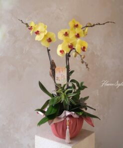 Chậu Lan Hồ Điệp I am a Boss