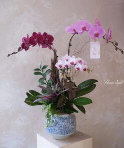 Chậu Lan Hồ Điệp Into You