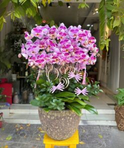 Chậu Lan Hồ Điệp Khai Trương Accept
