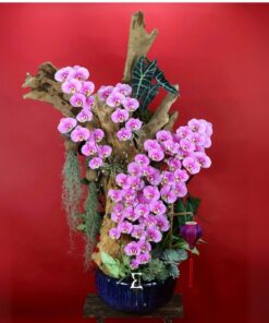 Chậu Lan Hồ Điệp Khai Trương Khúc Ca Khải Hoàn