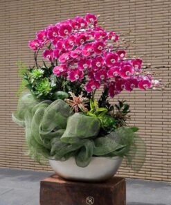 Chậu lan Hồ Điệp Khai Trương Kim Lan