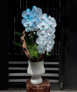 Chậu Lan Hồ Điệp Khai Trương Lan Hồ Điệp Angel Love