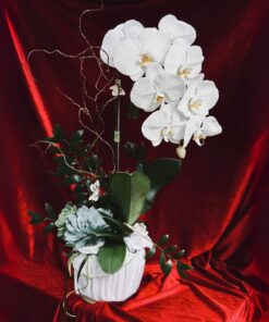 Chậu lan Hồ Điệp Khai trương lộc Phát