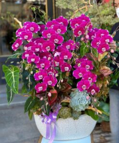 Chậu Lan Hồ Điệp Khai Trương Master