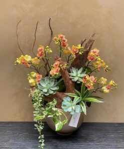 Chậu Lan Hồ Điệp Khai Trương Phát triển bền vững