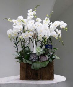 Chậu Lan Hồ Điệp Khai Trương Whisper Pink Orchid