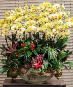 Chậu Lan Hồ Điệp Kiss