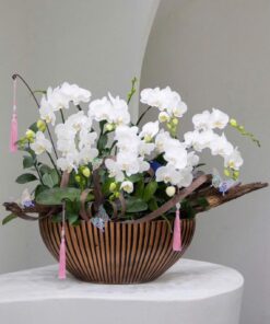 Chậu Lan Hồ Điệp Lâm Ngọc Xuân