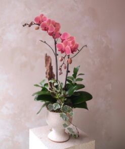 Chậu Lan Hồ Điệp Tím Mộng