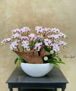 Chậu Lan Hồ Điệp Lộc An Phúc