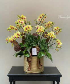 Chậu Lan Hồ Điệp Vàng Coloramics