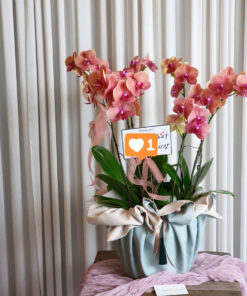 Chậu Lan Hồ Điệp Mi Mi Mi