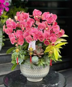 Chậu Midnight Star Orchid