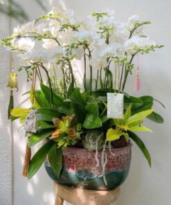 Chậu Lan Hồ Điệp Mùa Đông
