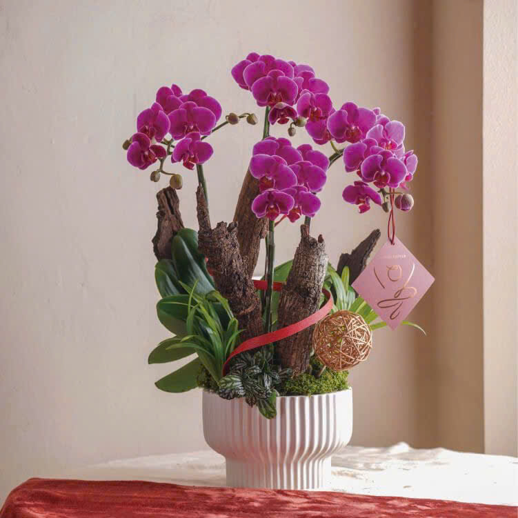 Chậu Lan Hồ Điệp Mừng Thọ Best of Luck