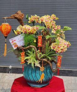 Chậu Lan Hồ Điệp Mừng Thọ Hai nửa luyến lưu