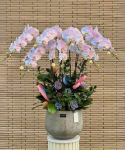 Chậu Lan Hồ Điệp Mừng Thọ Lush Glow