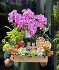 Chậu Lan Hồ Điệp Mừng Thọ Mộng mơ